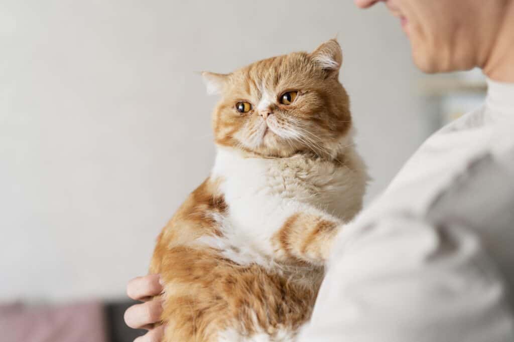 Closeup of a pet cat in the concept of 'Managing Pet Transportation When Moving House'.